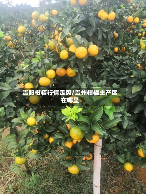 贵阳柑桔行情走势/贵州柑橘主产区在哪里