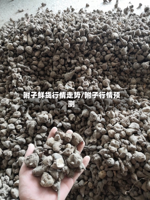 附子鲜货行情走势/附子行情预测