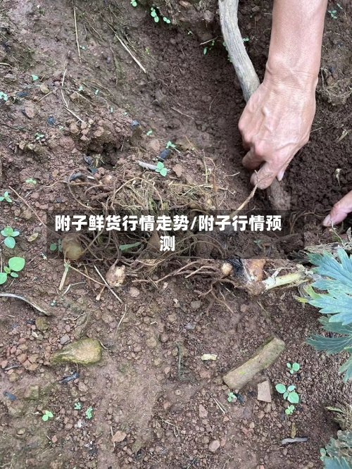 附子鲜货行情走势/附子行情预测