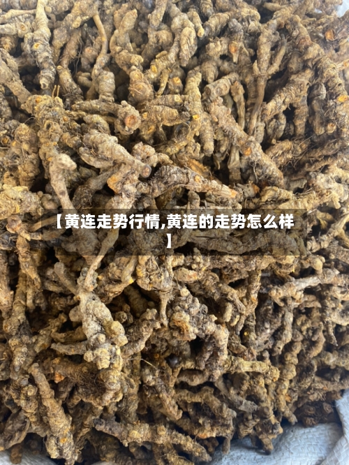 【黄连走势行情,黄连的走势怎么样】