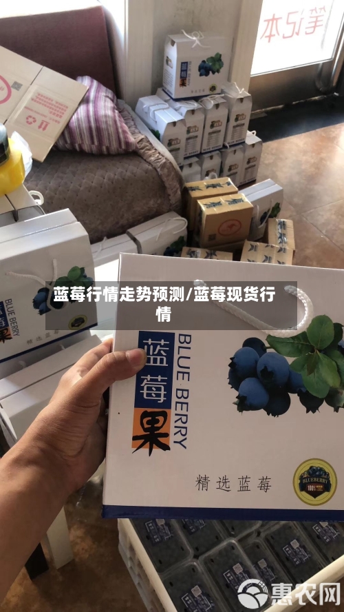 蓝莓行情走势预测/蓝莓现货行情