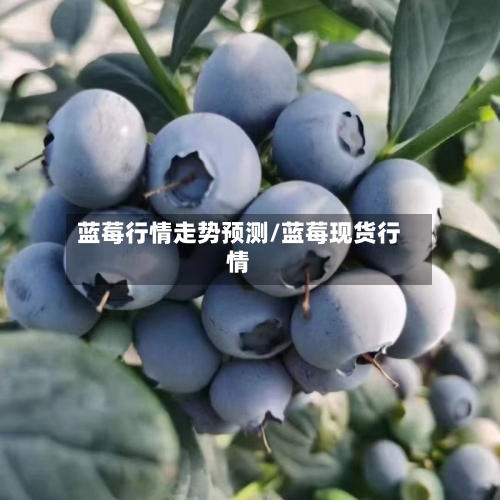 蓝莓行情走势预测/蓝莓现货行情