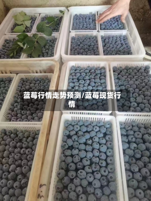 蓝莓行情走势预测/蓝莓现货行情