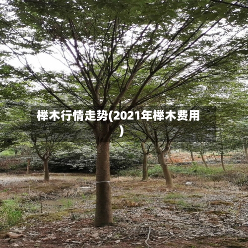 榉木行情走势(2021年榉木费用)