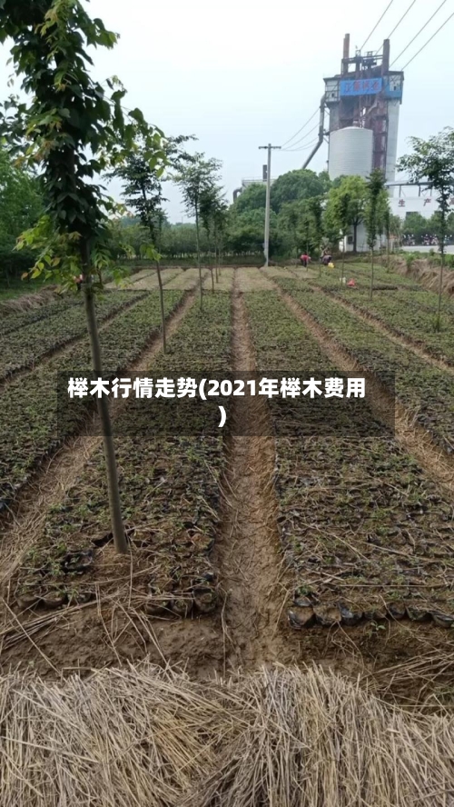 榉木行情走势(2021年榉木费用)