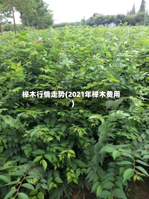 榉木行情走势(2021年榉木费用)
