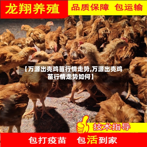 【万源出壳鸡苗行情走势,万源出壳鸡苗行情走势如何】