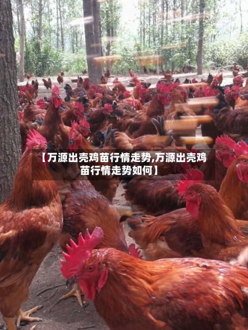 【万源出壳鸡苗行情走势,万源出壳鸡苗行情走势如何】