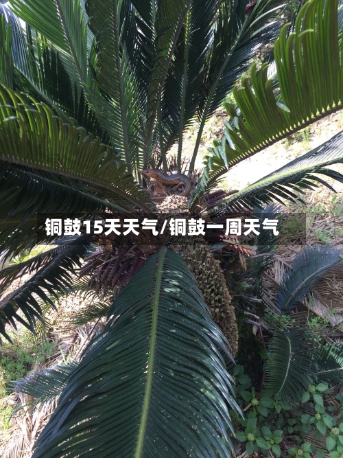 铜鼓15天天气/铜鼓一周天气