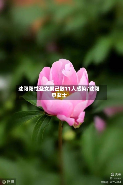 沈阳阳性圣女果已致11人感染/沈阳申女士