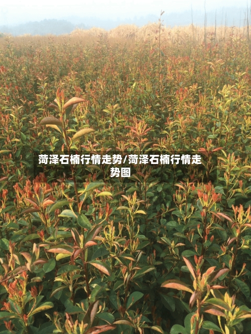 菏泽石楠行情走势/菏泽石楠行情走势图