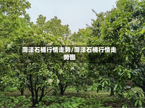 菏泽石楠行情走势/菏泽石楠行情走势图