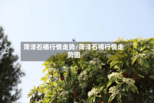 菏泽石楠行情走势/菏泽石楠行情走势图