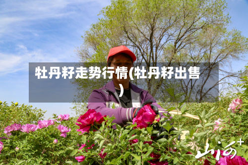 牡丹籽走势行情(牡丹籽出售)