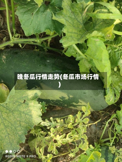 晚冬瓜行情走势(冬瓜市场行情)