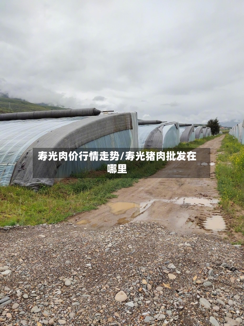 寿光肉价行情走势/寿光猪肉批发在哪里