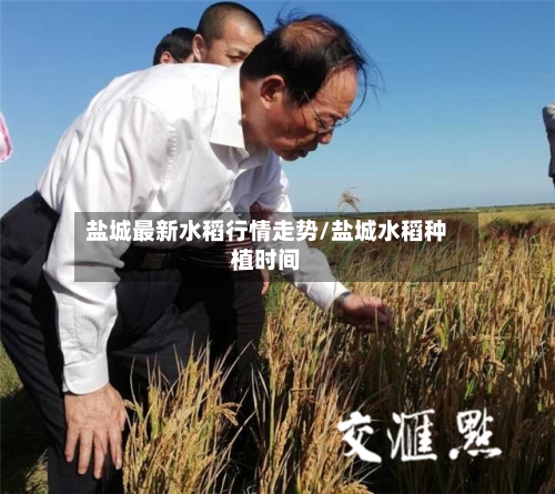 盐城最新水稻行情走势/盐城水稻种植时间