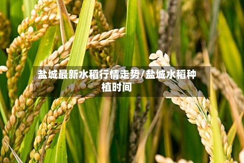 盐城最新水稻行情走势/盐城水稻种植时间