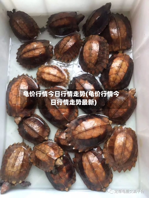 龟价行情今日行情走势(龟价行情今日行情走势最新)