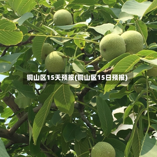 铜山区15天预报(铜山区15日预报)