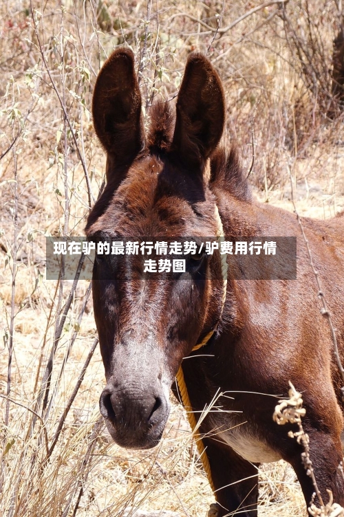 现在驴的最新行情走势/驴费用行情走势图