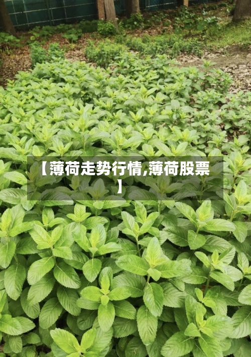 【薄荷走势行情,薄荷股票】