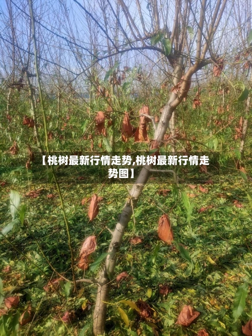 【桃树最新行情走势,桃树最新行情走势图】