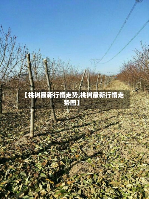 【桃树最新行情走势,桃树最新行情走势图】