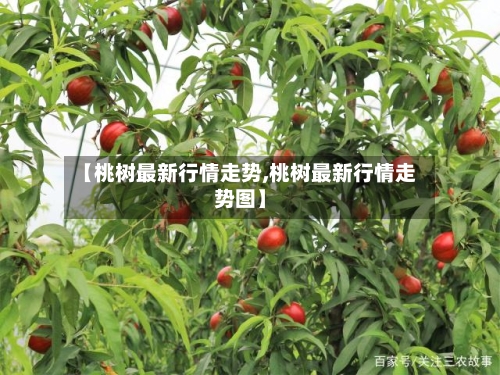 【桃树最新行情走势,桃树最新行情走势图】