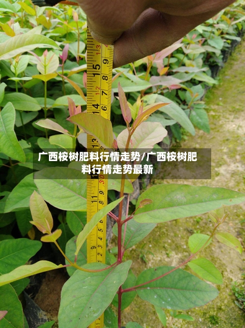 广西桉树肥料行情走势/广西桉树肥料行情走势最新