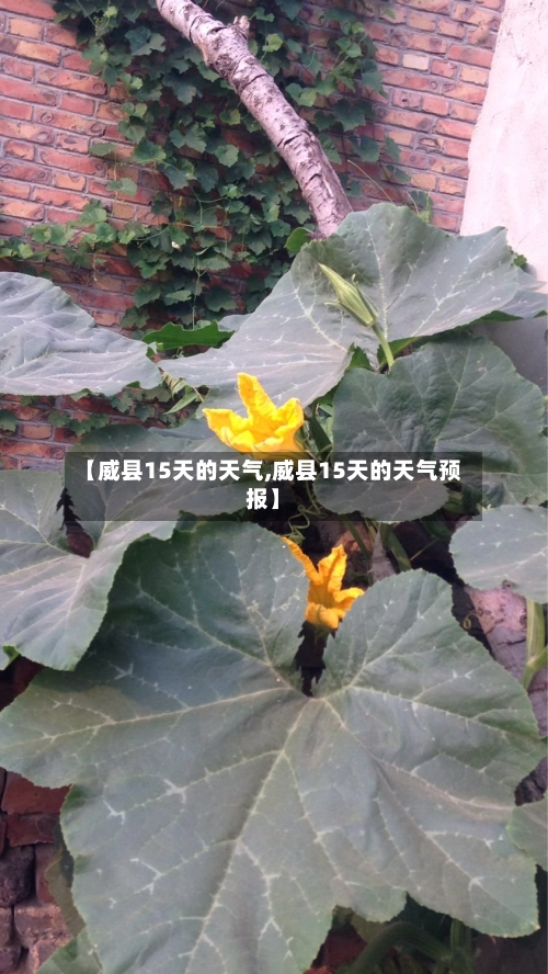 【威县15天的天气,威县15天的天气预报】