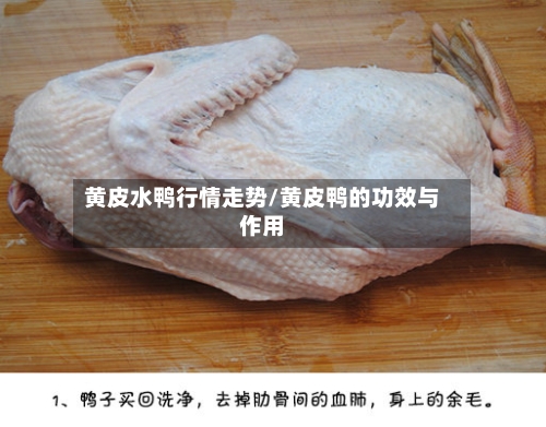 黄皮水鸭行情走势/黄皮鸭的功效与作用