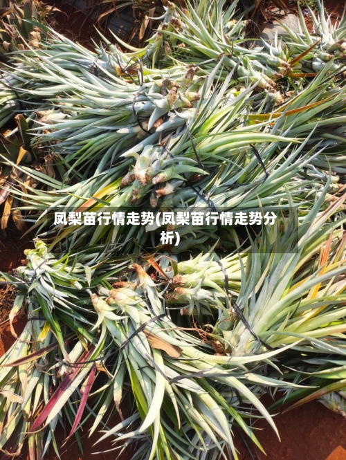 凤梨苗行情走势(凤梨苗行情走势分析)