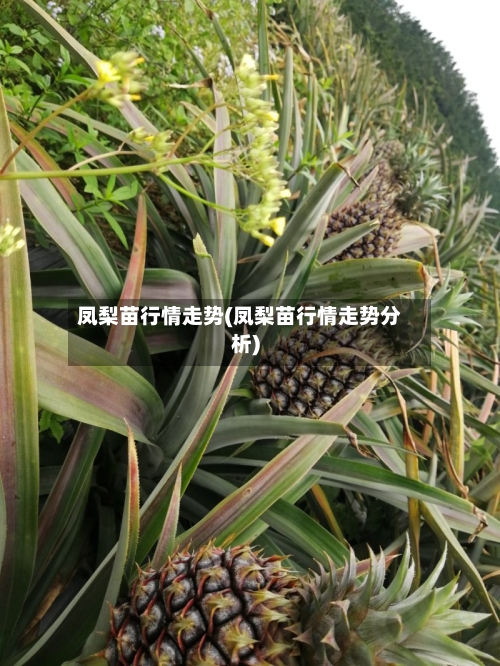 凤梨苗行情走势(凤梨苗行情走势分析)