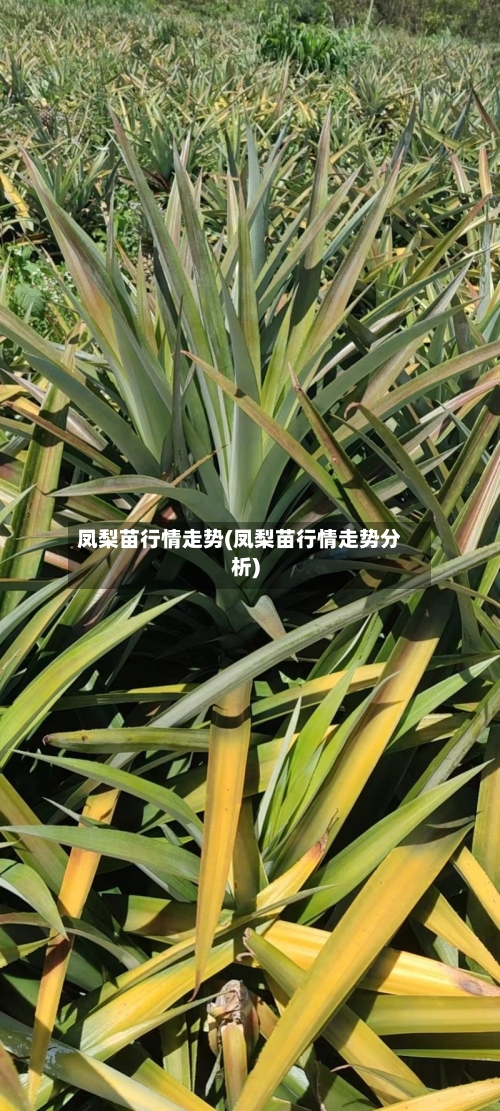 凤梨苗行情走势(凤梨苗行情走势分析)