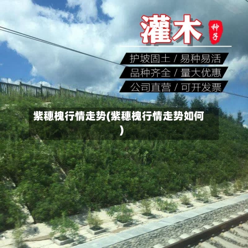 紫穗槐行情走势(紫穗槐行情走势如何)