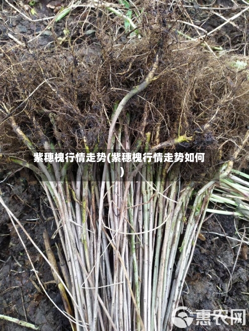 紫穗槐行情走势(紫穗槐行情走势如何)