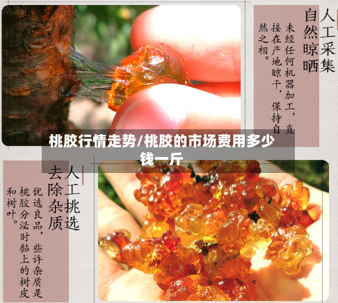 桃胶行情走势/桃胶的市场费用多少钱一斤