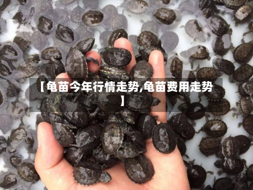 【龟苗今年行情走势,龟苗费用走势】