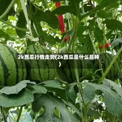 2k西瓜行情走势(2k西瓜是什么品种)
