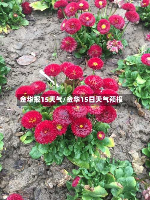 金华报15天气/金华15日天气预报