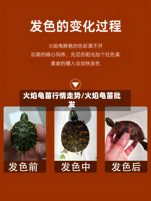 火焰龟苗行情走势/火焰龟苗批发