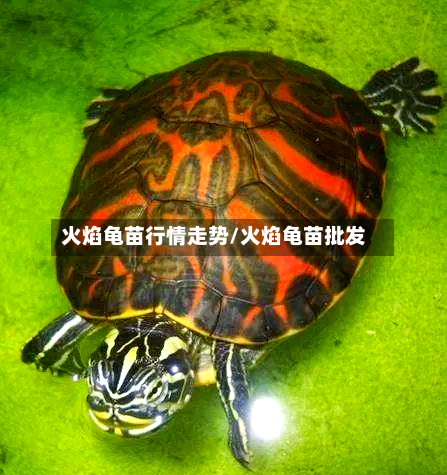 火焰龟苗行情走势/火焰龟苗批发
