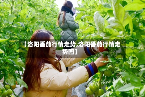 【洛阳番茄行情走势,洛阳番茄行情走势图】