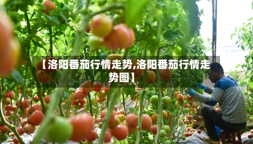 【洛阳番茄行情走势,洛阳番茄行情走势图】