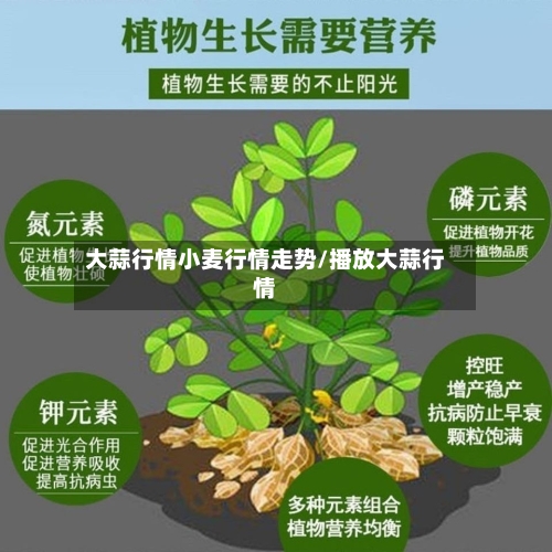 大蒜行情小麦行情走势/播放大蒜行情