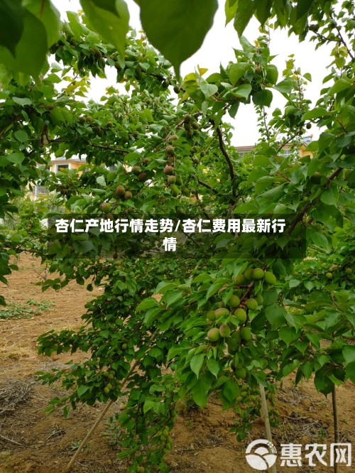 杏仁产地行情走势/杏仁费用最新行情