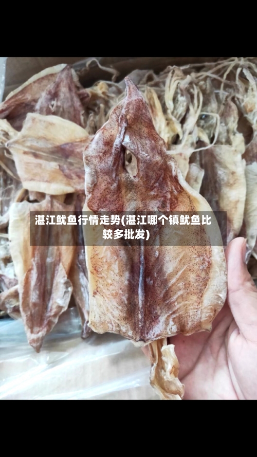湛江鱿鱼行情走势(湛江哪个镇鱿鱼比较多批发)