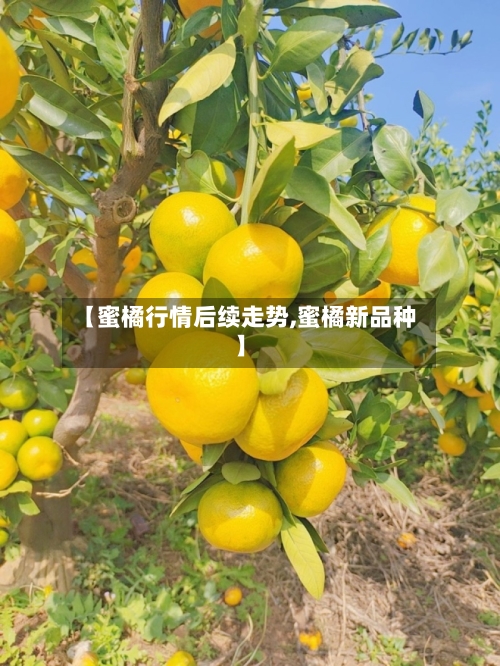 【蜜橘行情后续走势,蜜橘新品种】