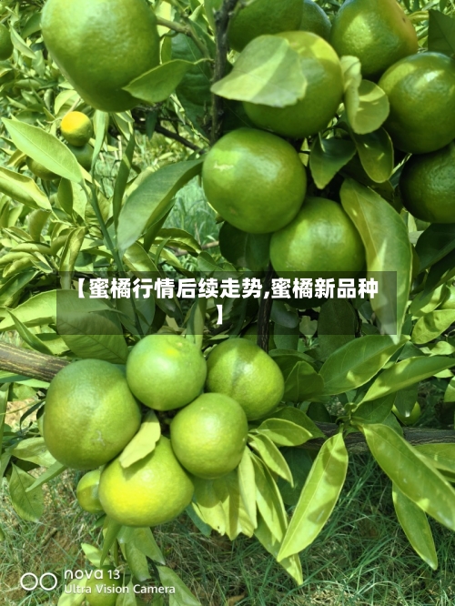 【蜜橘行情后续走势,蜜橘新品种】